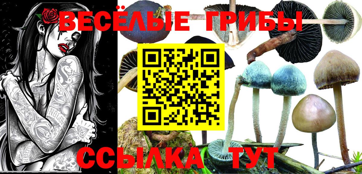 Галлюциногенные грибы Psilocybine cubensis Ефремов